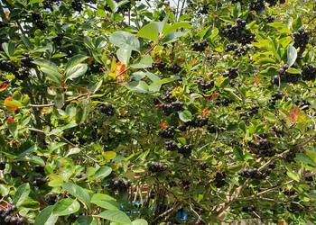 Aronia ekologiczna z własnego ogrodu