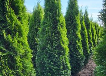 Tuja Szmaragd 220-240cm, Sadzenie transport cała Polska