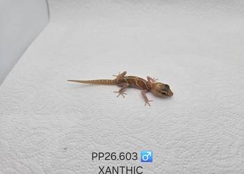 Paroedura Picta gekon madagaskarski