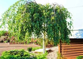 Brzoza YOUNGII Pendula 10-12