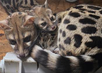 Żenety lamparcie (Genetta maculata)