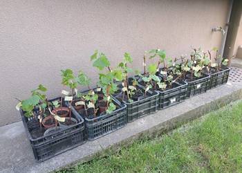 sadzonki winogron venus, kiszmisz różowy, swenson red, cascade, izabela