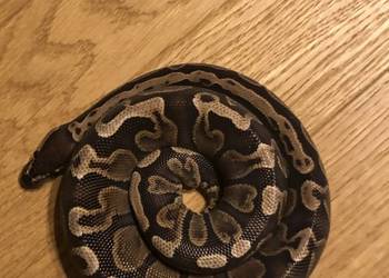 Pyton Królewski 1.0 GHI Het Clown