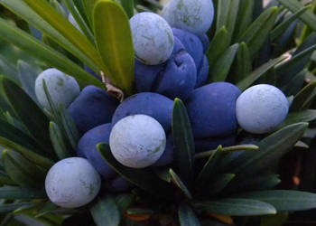 PODOKARP WIELKOLISTNY Podocarpus makrophyllus - NASIONA 100g