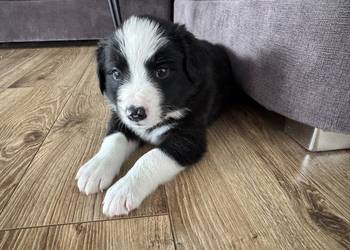 Border Collie suczka