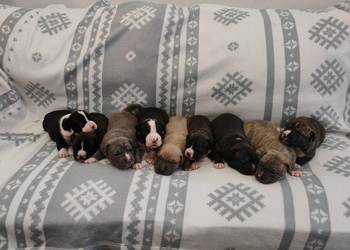 Amstaff suczki i pieski szczeniaki