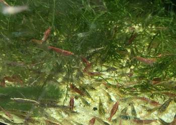 Mech Java moss Riccia pływająca Krewetki