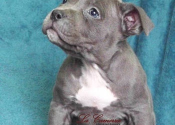 American Staffordshire Terrier Blue Amstaff Szczeniak Suczka