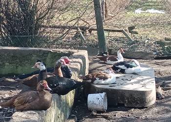 Sprzedam kaczki,kaczory