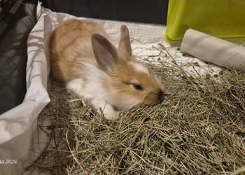 Królik miniaturka samiczka