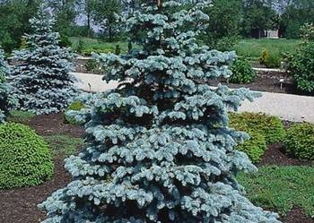 P11 ŻYWA CHOINKA ŚWIERK SREBRNY 30-40 CM. PICEA PUNGENS NA PLANTACJE P11 ŻYWA CHOINKA ŚWIERK SREBRNY 30-40 CM. PICEA PUNGENS NA PLANTACJE