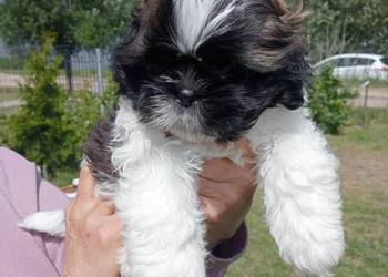Shih tzu śliczna dziewczynka