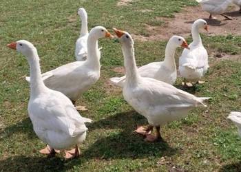 Gęsi owsiane Gęsi owsiane