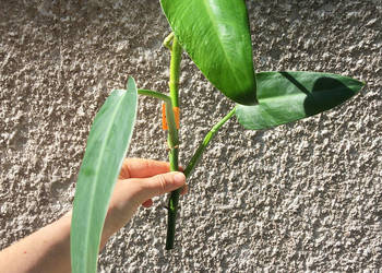 Philodendron filodendron Emerald Queen sadzonka cięta szczytowa nr 1