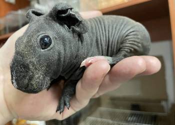 kawia skin - łysa świnka morska