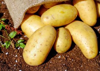 ziemniaki wysokiej jakości