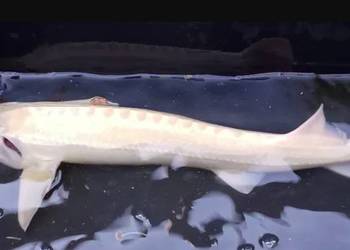 Jesiotr Syberyjski albinos - ok. 40cm - Dostępny na miejscu od 9 marca