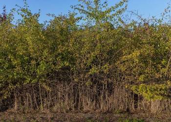 Głóg jednoszyjkowy (Crataegus monogyna) 90-120 cm, z gruntu