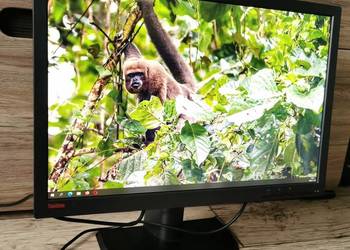 Monitor Lenovo 24" IPS FHD+ DisplayPort DVI VGA USB pivot