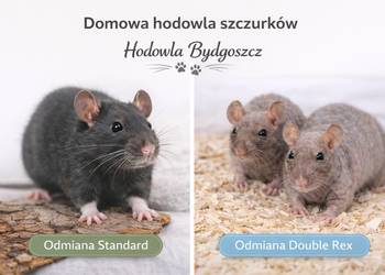 Szczur, Szczury, Szczurki, Młode