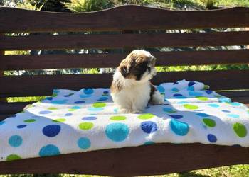 Shih tzu śliczne suczki