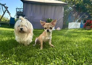 Chihuahua suczka