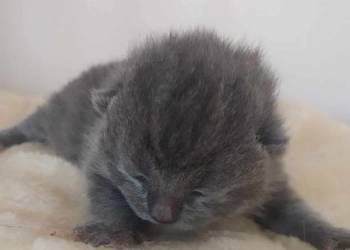 Zapraszam do rezerwacji kotka brytyjskiego