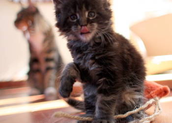LUCY - Maine Coon z domowej hodowli