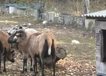 Sprzedam trka kamerunskiego