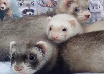 Fretki, fretka, tchórzofretki ZAPOWIEDŹ MIOTÓW 2026 - hodowla WARSZAWA