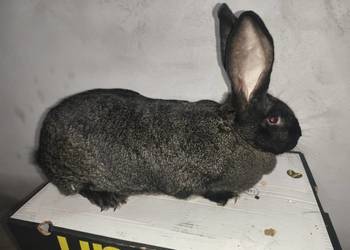 Króliki Młode i Dorosłe Rasy Olbrzym Belgijski i Srokacz Niemiecki