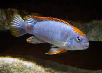 Pyszczaki Malawi Pseudotropheus Perspicax Ndumbi Ostatnie szt.