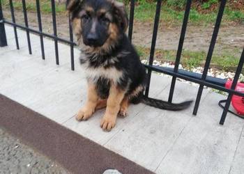 Sprzedam szczeniaki owczarka niemieckiego długowłosego Sprzedam szczeniaki owczarka niemieckiego długowłosego