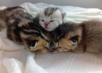 Cudowne Kocie Maleństwa Szkockie Szynszyle