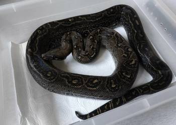 Boa constrictor | Leopard Anery Type 2 | samiec