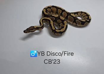 Pyton królewski (regius) samiec yb disco/fire
