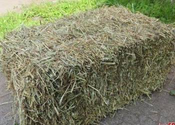 Siano w kostkach tegoroczne 250 sztuk