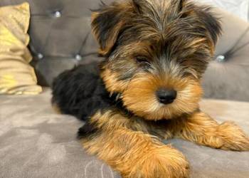 Yorkshire terrier piesek