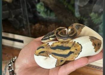 Pyton królewski samiec