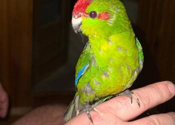 Ręcznie karmione papużki Modrolotki sprzedam