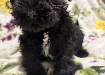 Sznaucer miniaturowy czarny - piesek