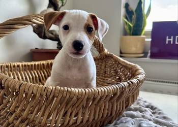 Wyjątkowy Jack Russell Terrier: Rodowód, Pasja i Serce! Gotowy do pokochani