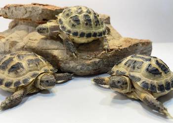 Żółw stepowy Zolwie stepowe