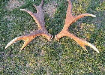 Sprzedam poroże łosia 8 kg