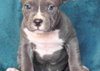 American Staffordshire Terrier Blue Amstaff Szczeniak Suczka