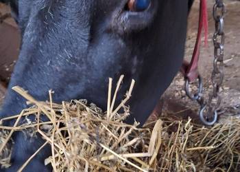 Sprzedam krowę mleczną