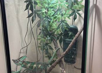 Kameleon jemeński z wyposażeniem