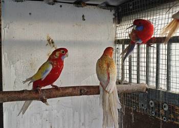 Rozelle krolewskie złoty pastel i Orange złoty pastel