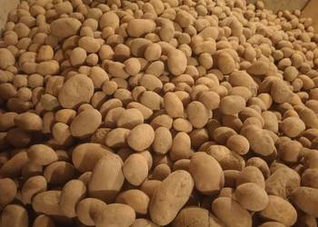 Sprzedam ziemniaki odpadowe