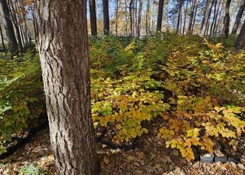 Buk pospolity w doniczkach, fagus sylvatica, duże sadzonki na żywopłoty.